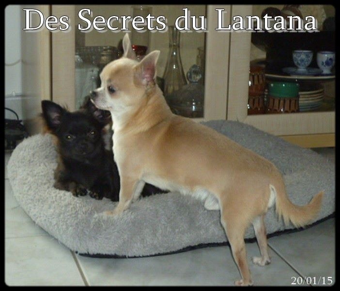 Just for me des Secrets du Lantana