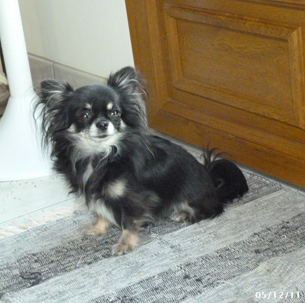 Aurore des Mini Elidyle